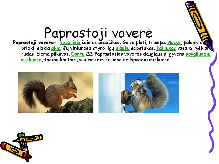 Paprastoji voverė- voverinių šeimos graužikas. Galva plati, trumpa. Ausys, palenktos į priekį, siekia akis.