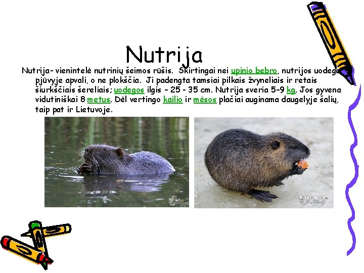 Nutrija- vienintelė nutrinių šeimos rūšis. Skirtingai nei upinio bebro, nutrijos uodega pjūvyje apvali, o Nutrija- vienintelė nutrinių šeimos rūšis. Skirtingai nei upinio bebro, nutrijos uodega pjūvyje apvali, o