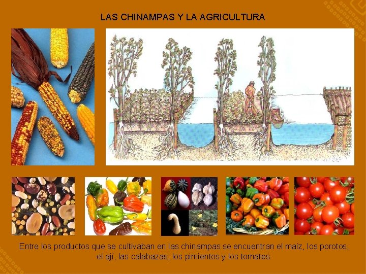 LAS CHINAMPAS Y LA AGRICULTURA Entre los productos que se cultivaban en las chinampas