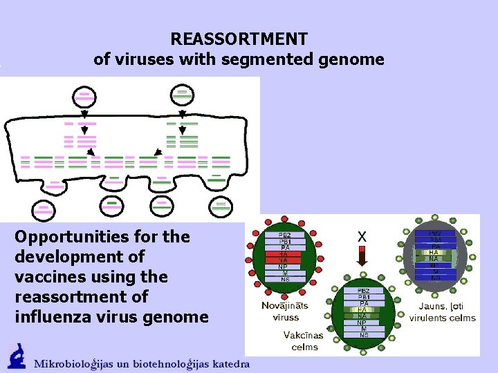 REASSORTMENT of viruses with segmented genome Opportunities for the development of vaccines using the