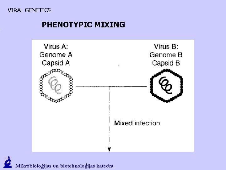 VIRAL GENETICS PHENOTYPIC MIXING 