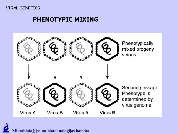 VIRAL GENETICS PHENOTYPIC MIXING 