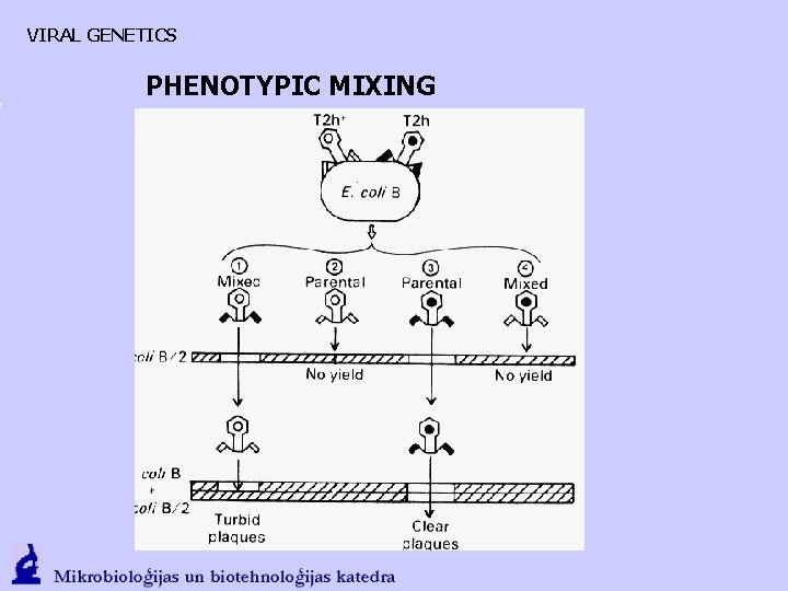 VIRAL GENETICS PHENOTYPIC MIXING 