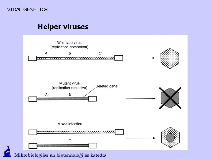 VIRAL GENETICS Helper viruses 