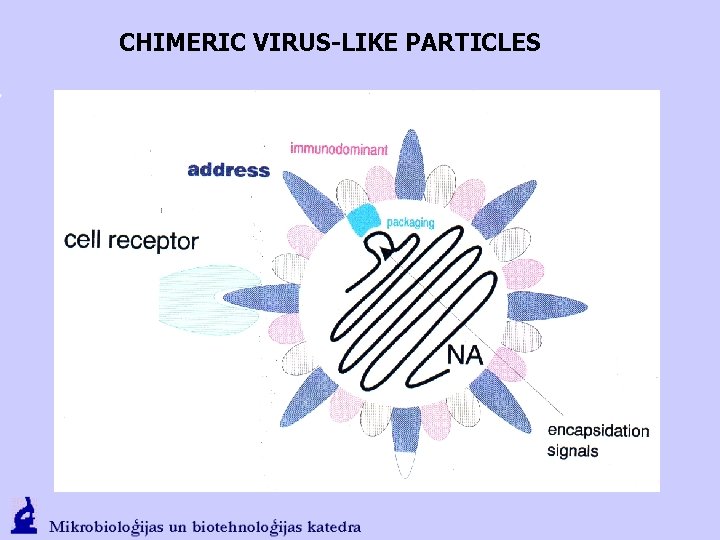 CHIMERIC VIRUS-LIKE PARTICLES 