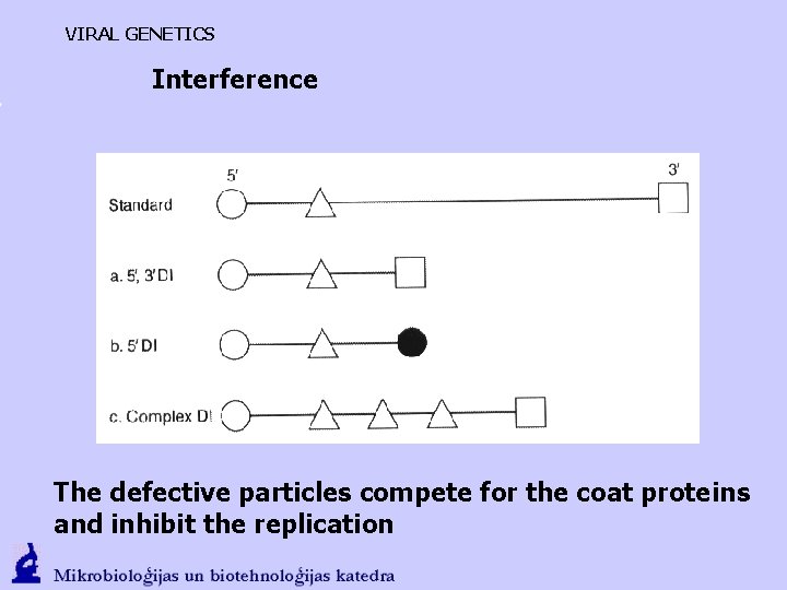 VIRAL GENETICS Interference The defective particles compete for the coat proteins and inhibit the