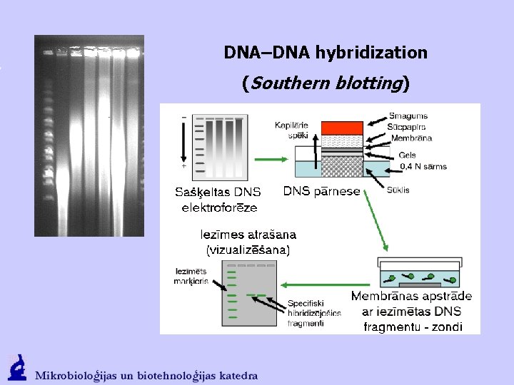 DNA–DNA hybridization (Southern blotting) 