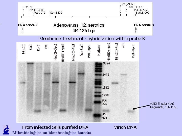 DNA zonde K DNA zonde S Membrane Treatment - hybridization with a probe K