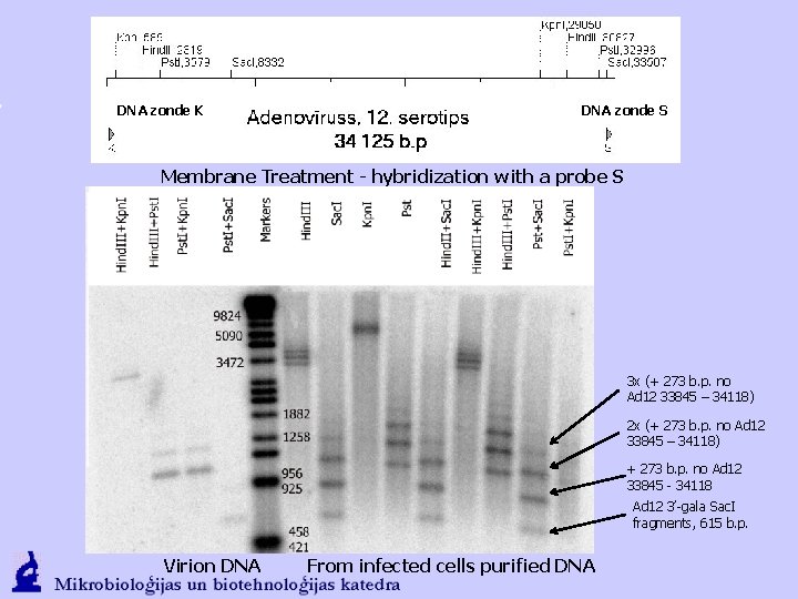 DNA zonde K DNA zonde S Membrane Treatment - hybridization with a probe S