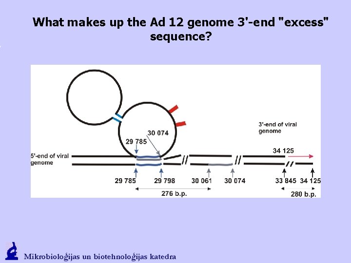 What makes up the Ad 12 genome 3'-end "excess" sequence? 