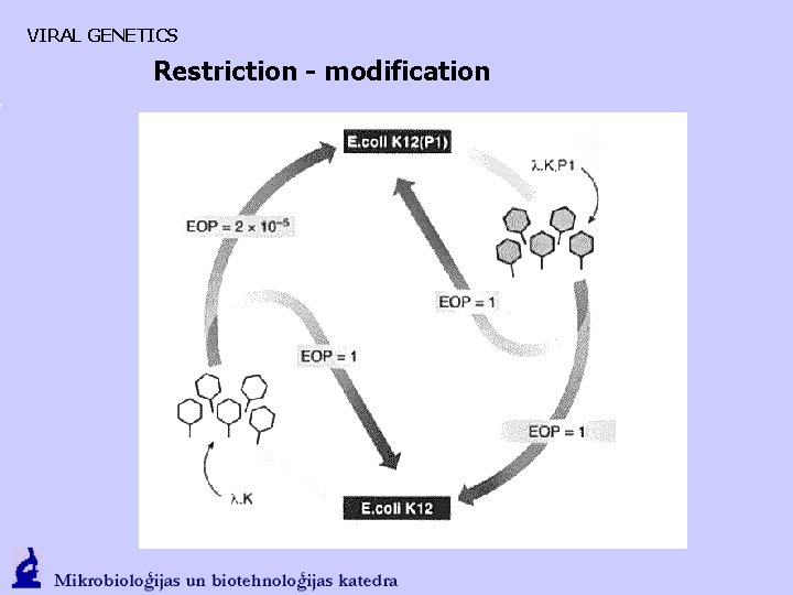 VIRAL GENETICS Restriction - modification 