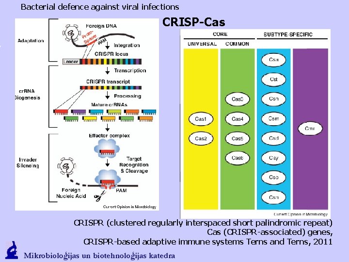 Bacterial defence against viral infections CRISP-Cas CRISPR (clustered regularly interspaced short palindromic repeat) Cas