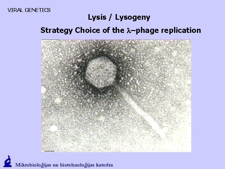 VIRAL GENETICS Lysis / Lysogeny Strategy Choice of the l–phage replication 