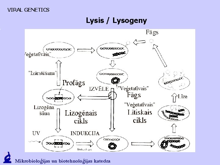 VIRAL GENETICS Lysis / Lysogeny 