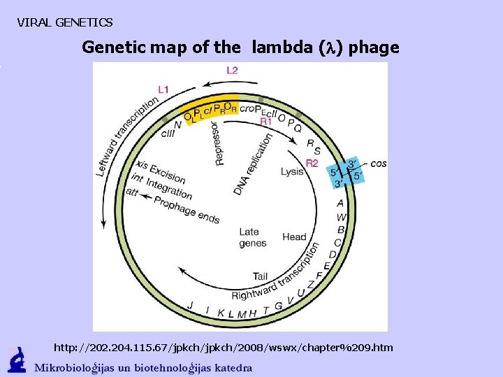 VIRAL GENETICS Genetic map of the lambda (l) phage http: //202. 204. 115. 67/jpkch/2008/wswx/chapter%209.