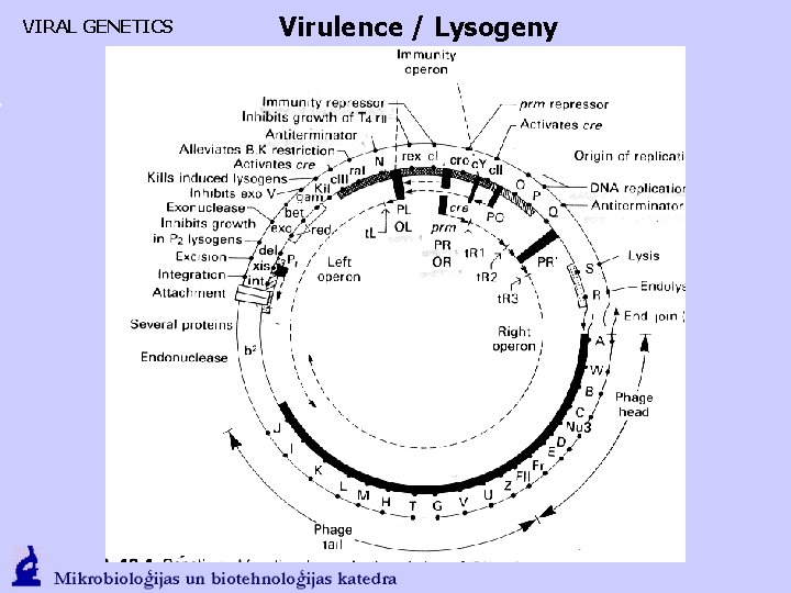 VIRAL GENETICS Virulence / Lysogeny 