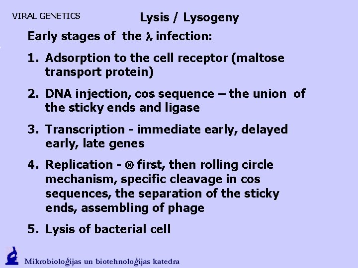 VIRAL GENETICS Lysis / Lysogeny Early stages of the l infection: 1. Adsorption to