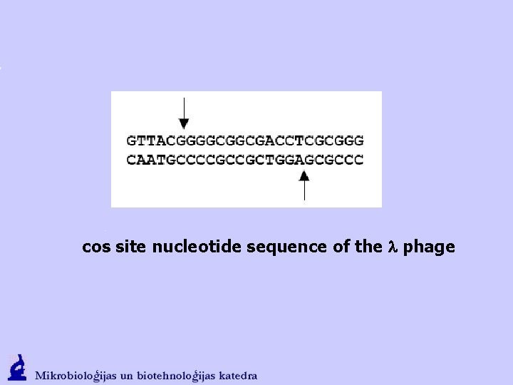 cos site nucleotide sequence of the l phage 