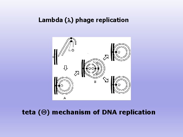 Lambda (l) phage replication teta ( ) mechanism of DNA replication 