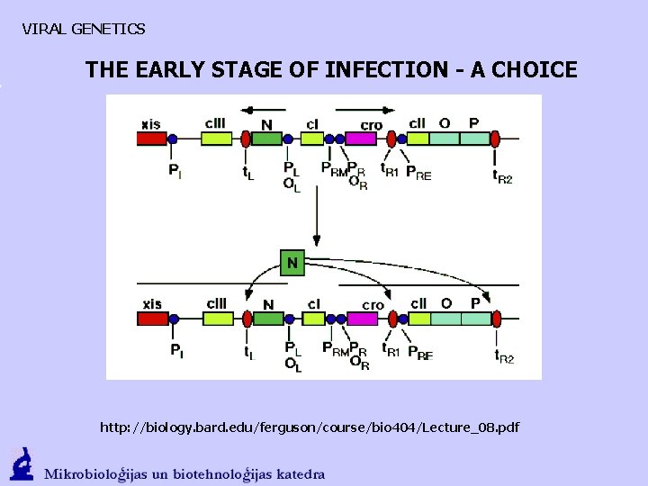 VIRAL GENETICS THE EARLY STAGE OF INFECTION - A CHOICE http: //biology. bard. edu/ferguson/course/bio