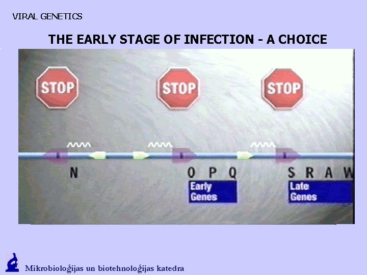 VIRAL GENETICS THE EARLY STAGE OF INFECTION - A CHOICE 