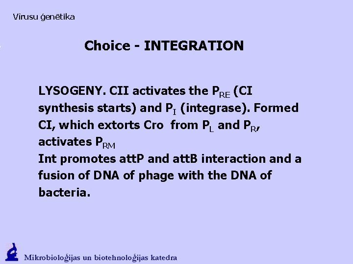 Vīrusu ģenētika Choice - INTEGRATION LYSOGENY. CII activates the PRE (CI synthesis starts) and