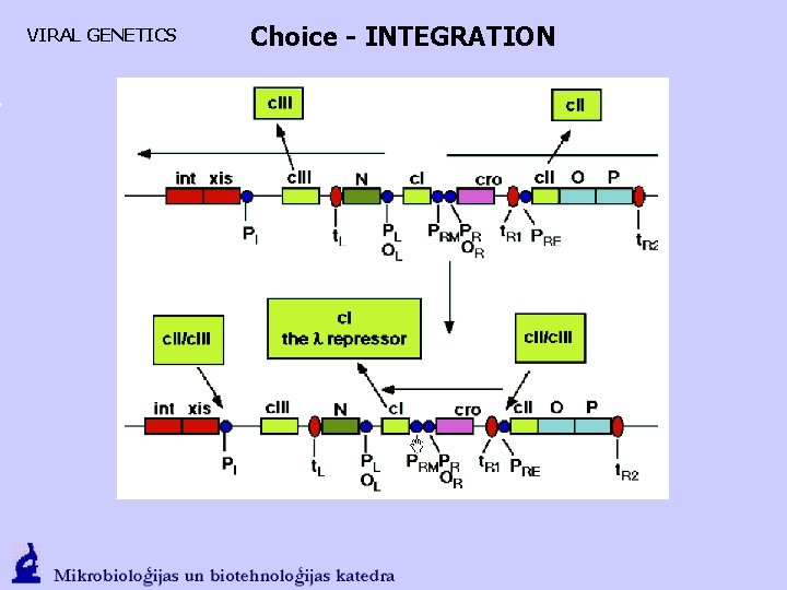 VIRAL GENETICS Choice - INTEGRATION 