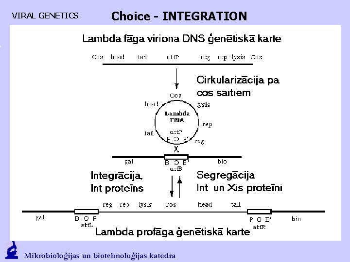 VIRAL GENETICS Choice - INTEGRATION 