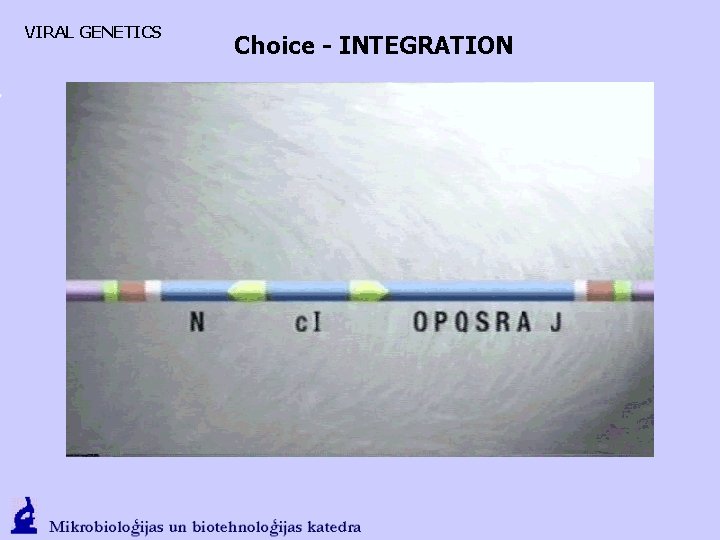 VIRAL GENETICS Choice - INTEGRATION 
