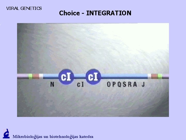 VIRAL GENETICS Choice - INTEGRATION 