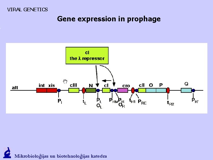 VIRAL GENETICS Gene expression in prophage 
