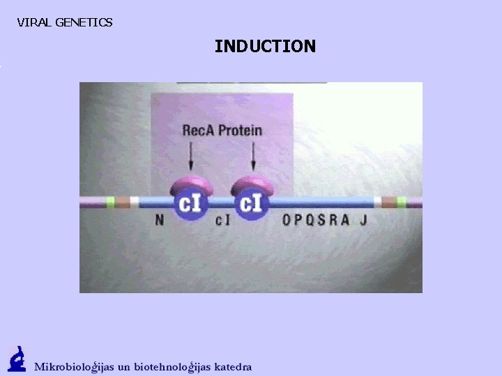 VIRAL GENETICS INDUCTION 