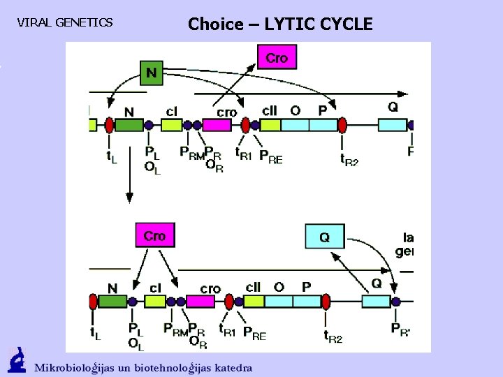 VIRAL GENETICS Choice – LYTIC CYCLE 