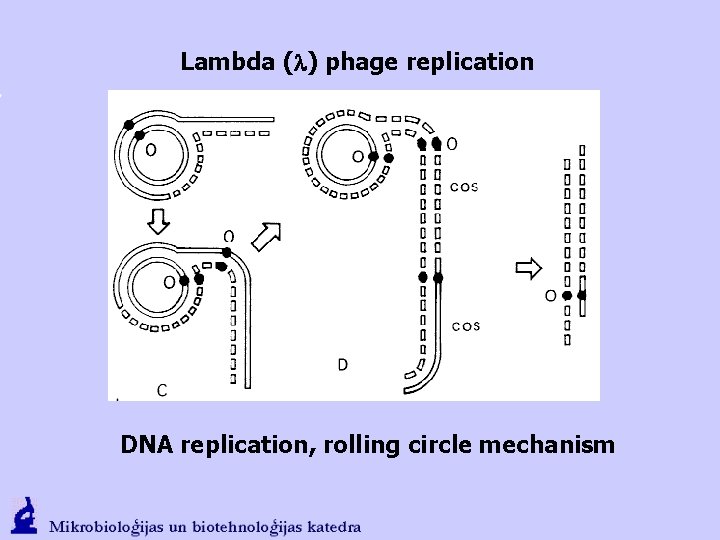 Lambda (l) phage replication DNA replication, rolling circle mechanism 