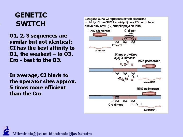 GENETIC SWITCH O 1, 2, 3 sequences are similar but not identical; CI has