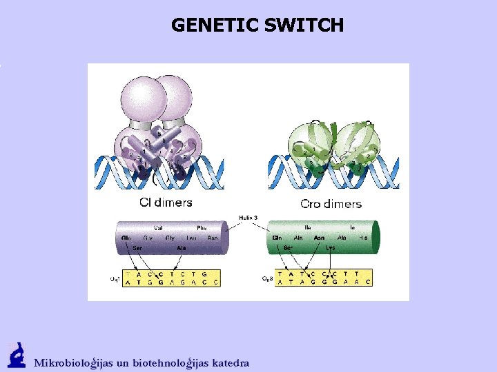 GENETIC SWITCH 