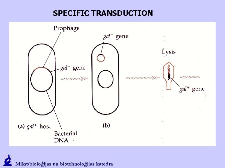 SPECIFIC TRANSDUCTION 