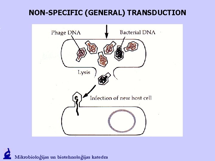 NON-SPECIFIC (GENERAL) TRANSDUCTION 