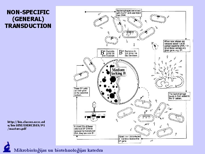 NON-SPECIFIC (GENERAL) TRANSDUCTION http: //bio. classes. ucsc. ed u/bio 105 l/EXERCISES/P 1 /masters. pdf