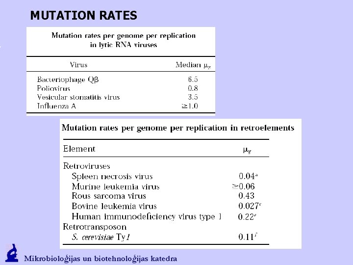 MUTATION RATES 