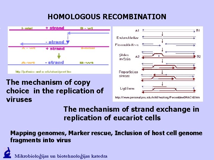 HOMOLOGOUS RECOMBINATION The mechanism of copy choice in the replication of viruses The mechanism