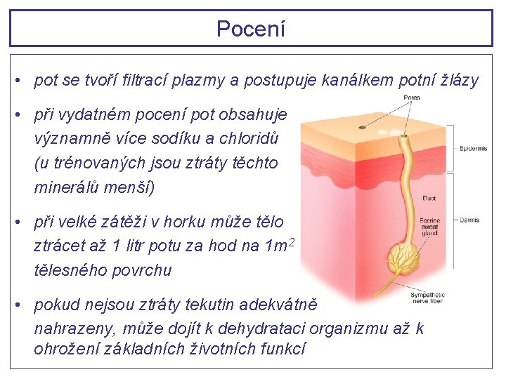 Pocení • pot se tvoří filtrací plazmy a postupuje kanálkem potní žlázy • při