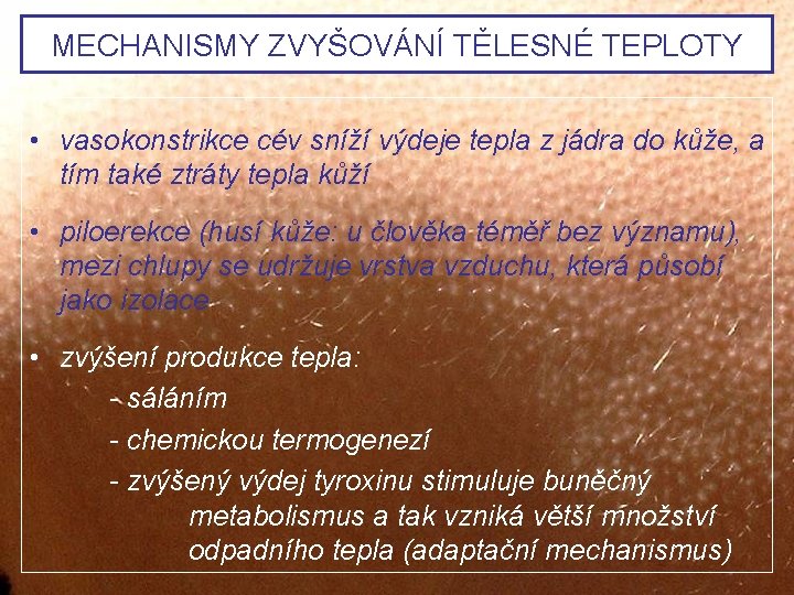 MECHANISMY ZVYŠOVÁNÍ TĚLESNÉ TEPLOTY • vasokonstrikce cév sníží výdeje tepla z jádra do kůže,