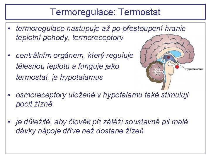 Termoregulace: Termostat • termoregulace nastupuje až po přestoupení hranic teplotní pohody, termoreceptory • centrálním