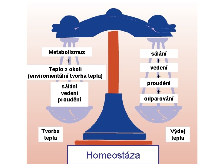 Metabolismus sálání Teplo z okolí (enviromentální tvorba tepla) vedení proudění sálání vedení proudění odpařování