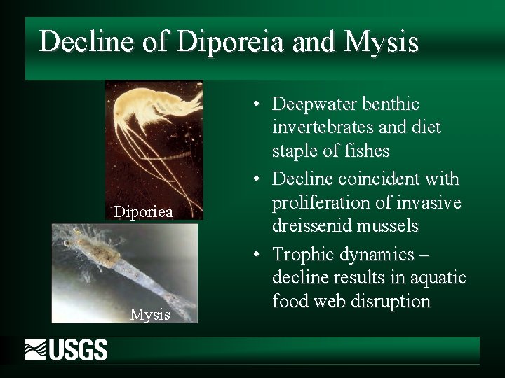 Decline of Diporeia and Mysis Diporiea Mysis • Deepwater benthic invertebrates and diet staple