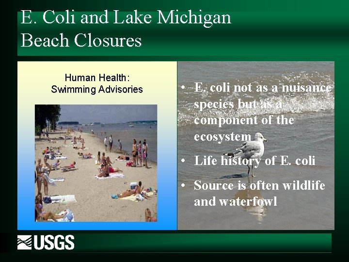 E. Coli and Lake Michigan Beach Closures Human Health: Swimming Advisories • E. coli