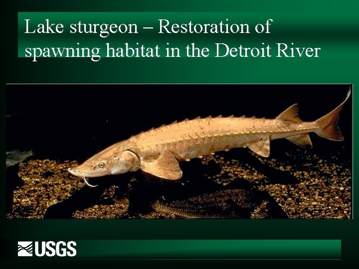 Lake sturgeon – Restoration of spawning habitat in the Detroit River 