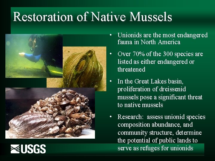 Restoration of Native Mussels • Unionids are the most endangered fauna in North America