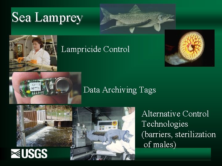 Sea Lamprey Lampricide Control Data Archiving Tags Alternative Control Technologies (barriers, sterilization of males)